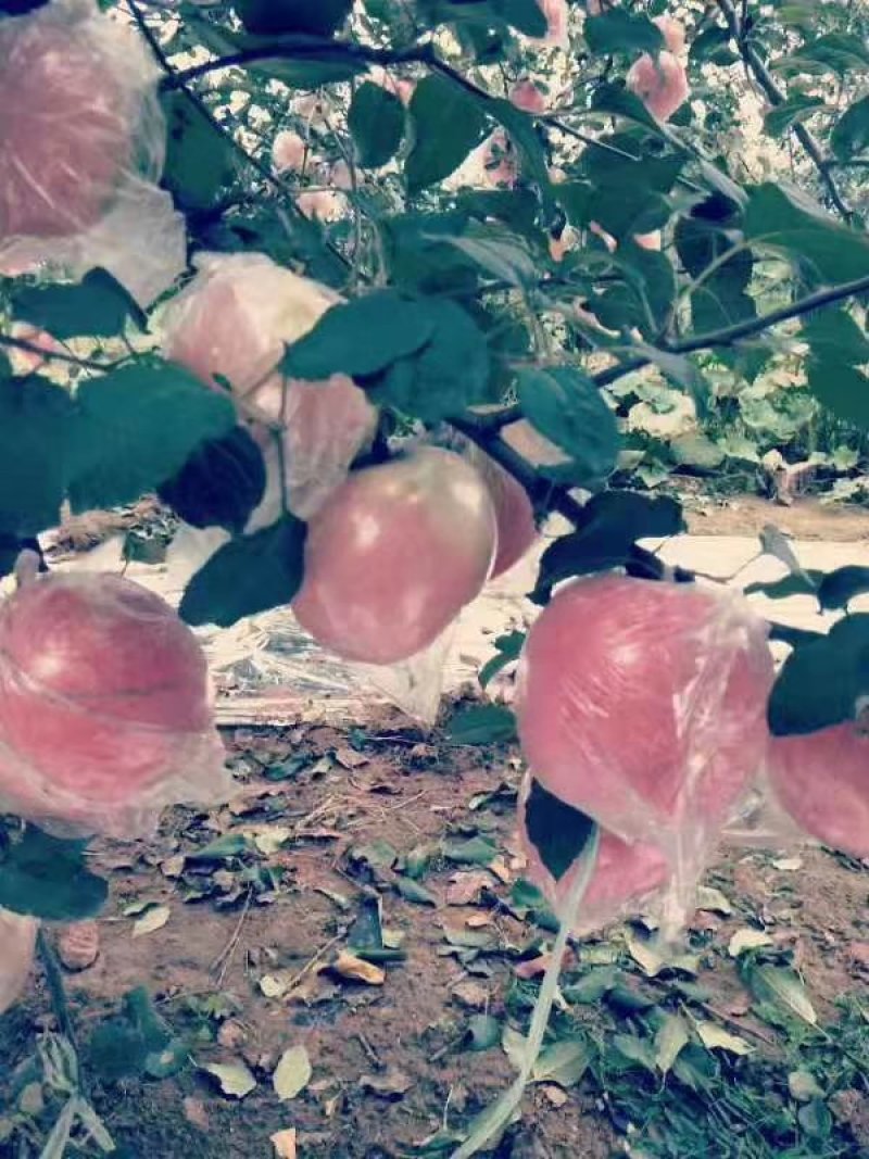 正宗河南灵宝寺河山苹果