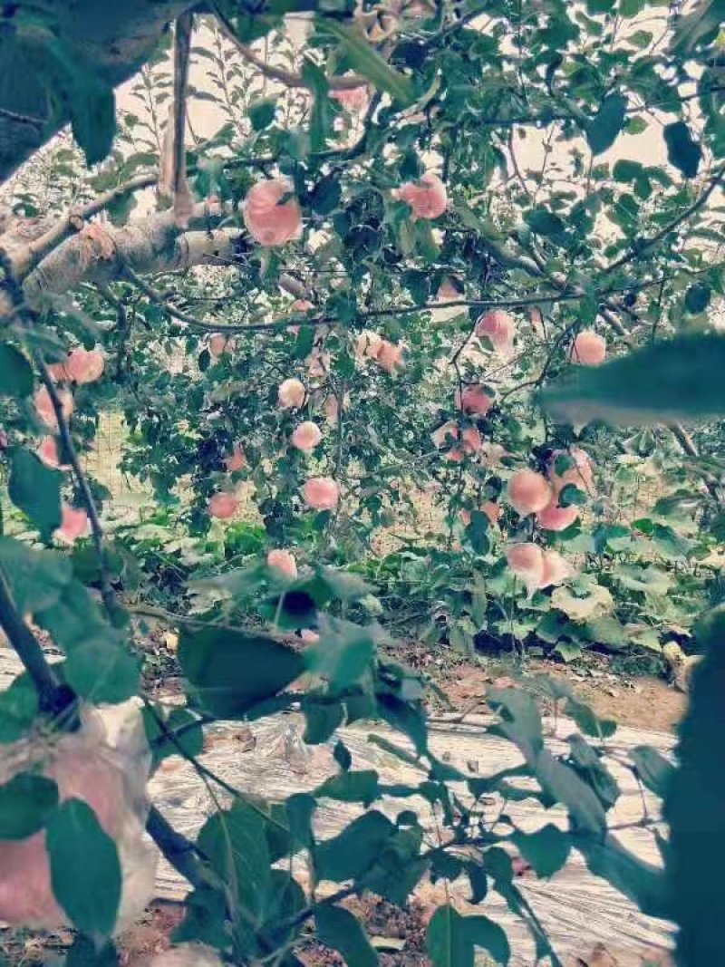 正宗河南灵宝寺河山苹果