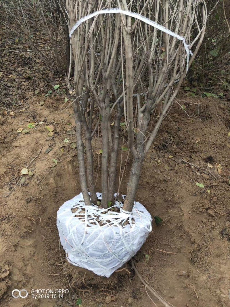 丛生丁香紫花丁香丁香苗苗圃大量供应大小规格均有量大