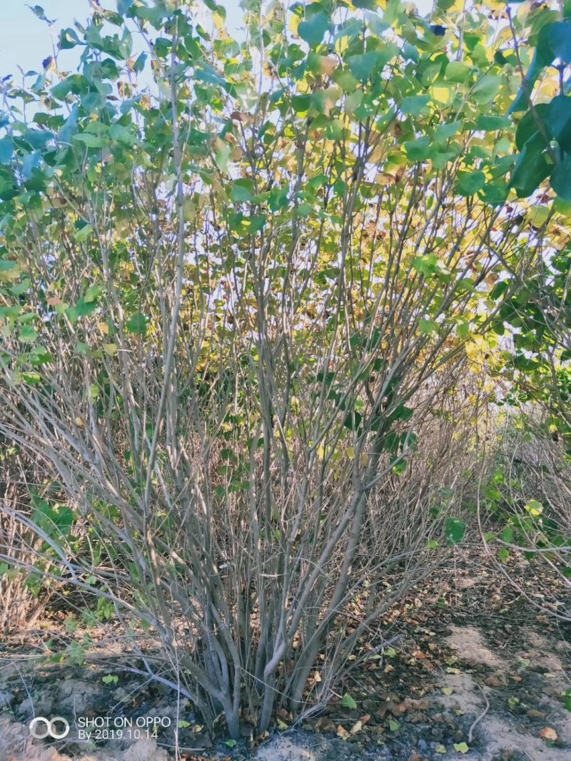丛生丁香紫花丁香丁香苗苗圃大量供应大小规格均有量大