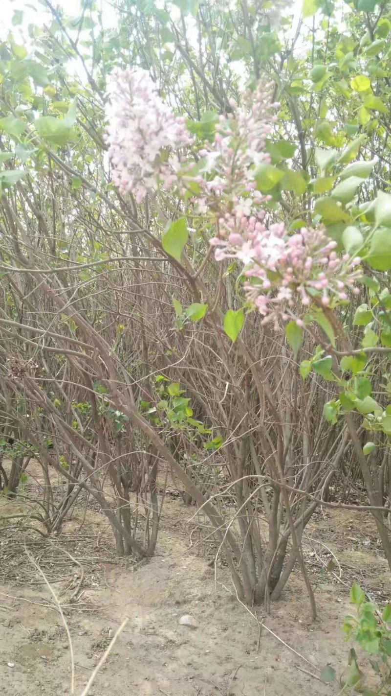 丛生丁香紫花丁香丁香苗苗圃大量供应大小规格均有量大