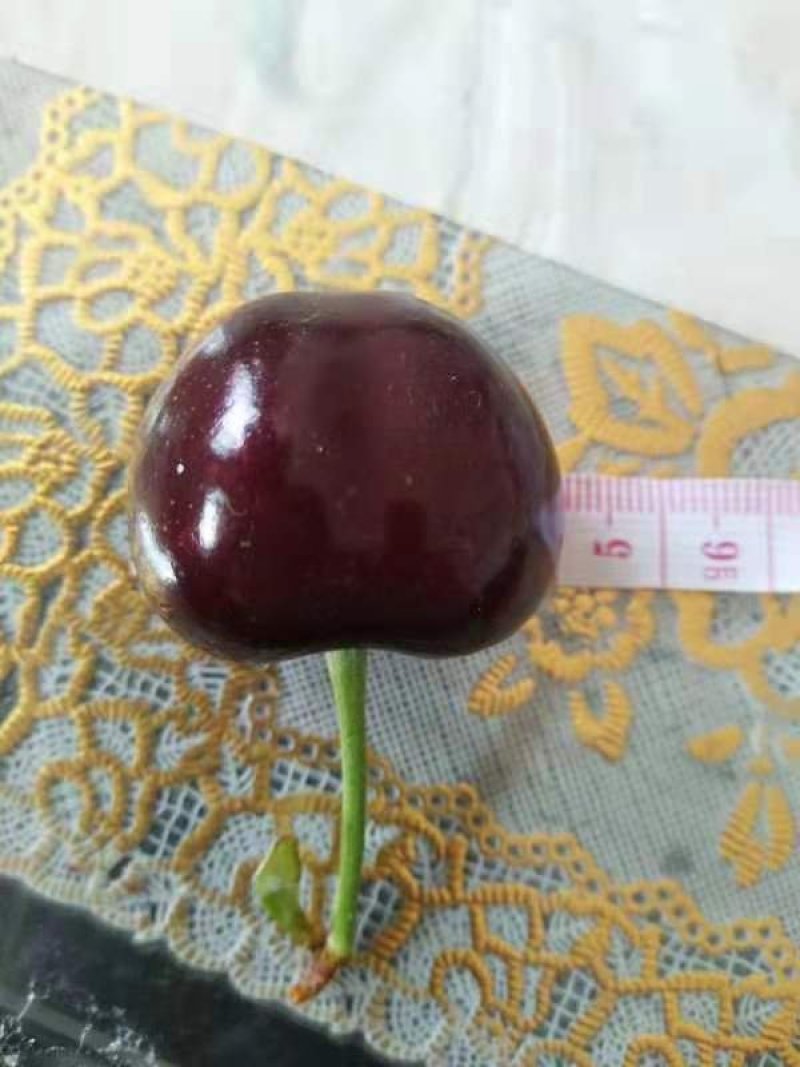 维卡樱桃苗露天成熟最早樱桃比早红早大果还早的樱桃