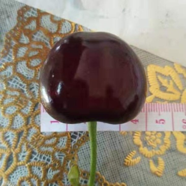 维卡樱桃苗露天成熟最早樱桃比早红早大果还早的樱桃
