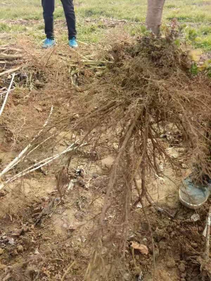 维卡樱桃苗露天成熟最早樱桃比早红早大果还早的樱桃