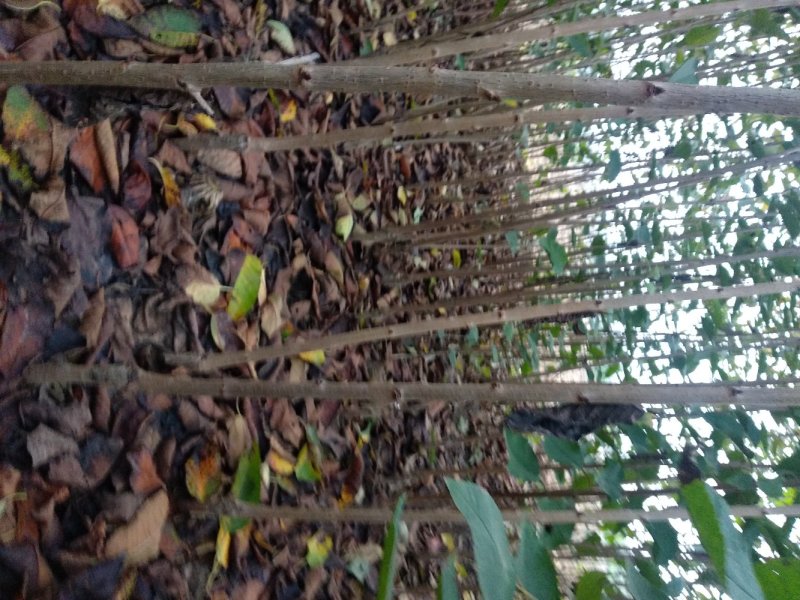 维卡樱桃苗露天成熟最早樱桃比早红早大果还早的樱桃