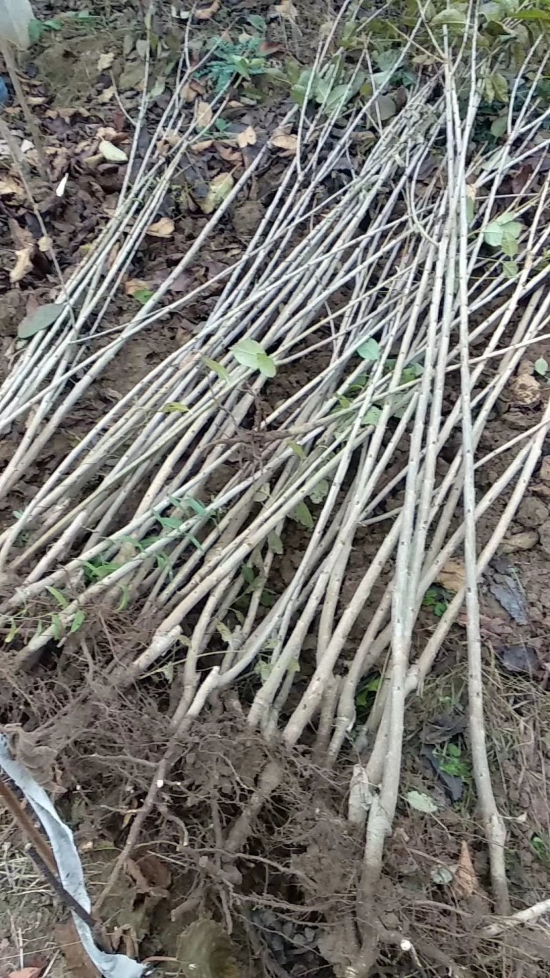 维卡樱桃苗露天成熟最早樱桃比早红早大果还早的樱桃