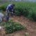 花椒苗0.5~1年