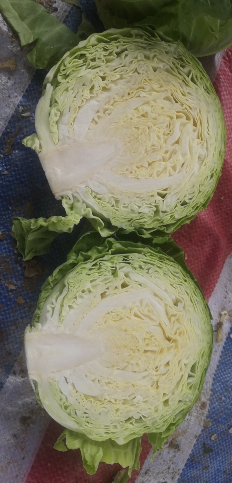 精品甘蓝，绿甘蓝包菜，产地大量供应，代发全国，