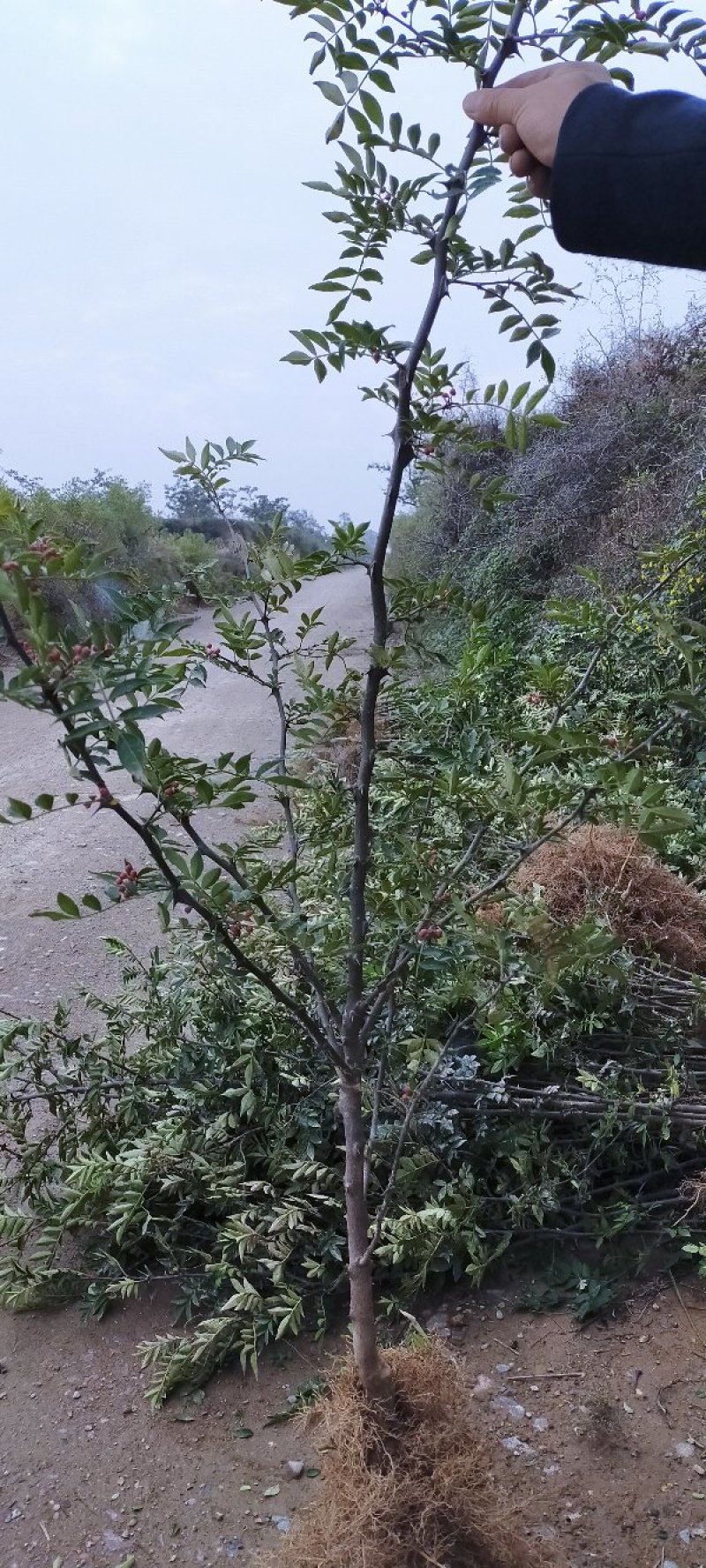 黄盖狮子头花椒苗当年结果苗，高产花椒树苗