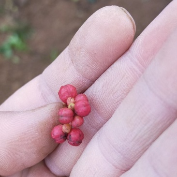 黄盖狮子头花椒苗当年结果苗，高产花椒树苗