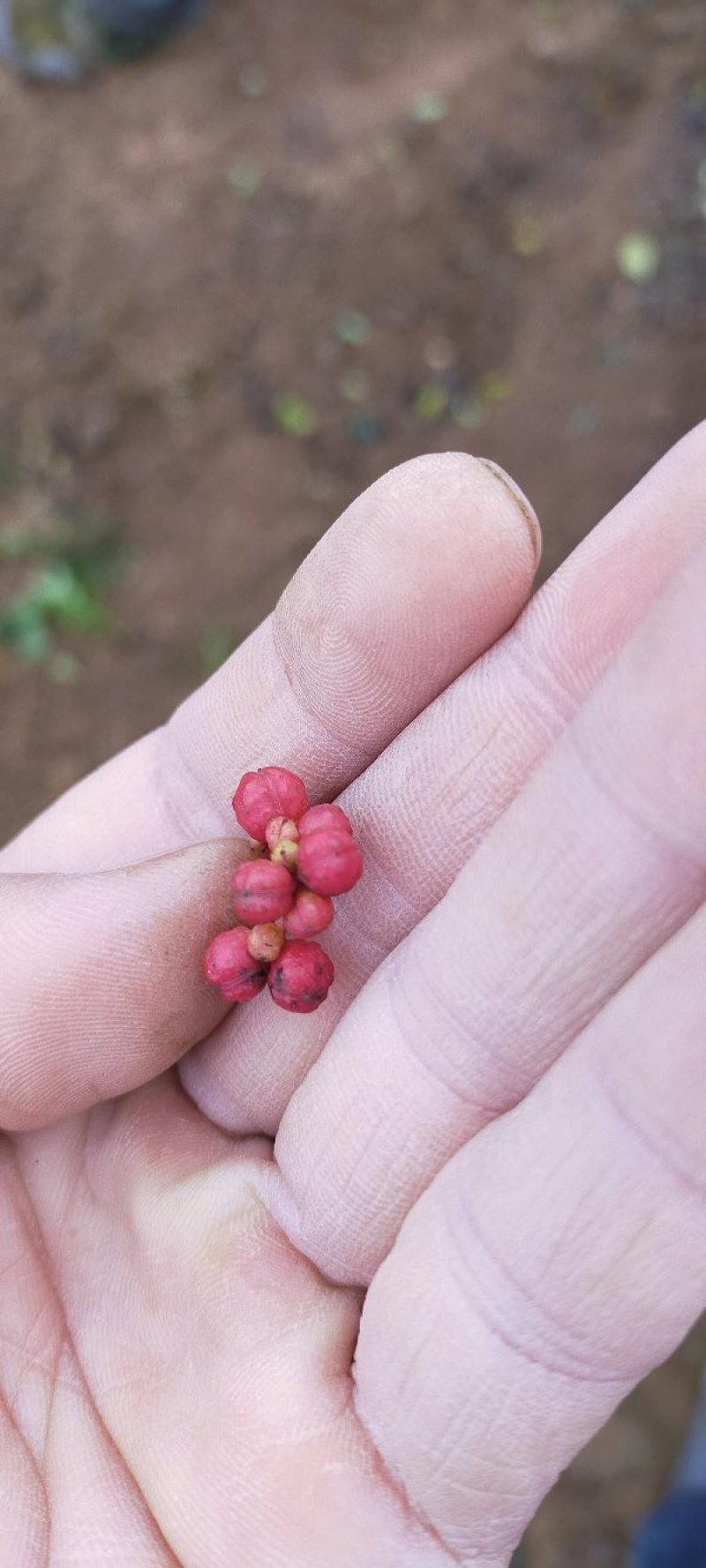 黄盖狮子头花椒苗当年结果苗，高产花椒树苗