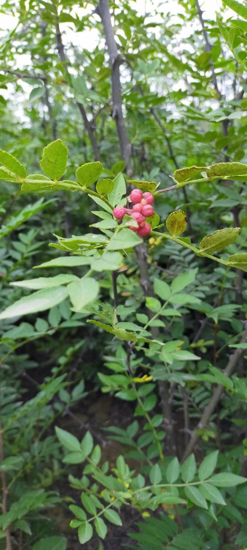 黄盖狮子头花椒苗当年结果苗，高产花椒树苗