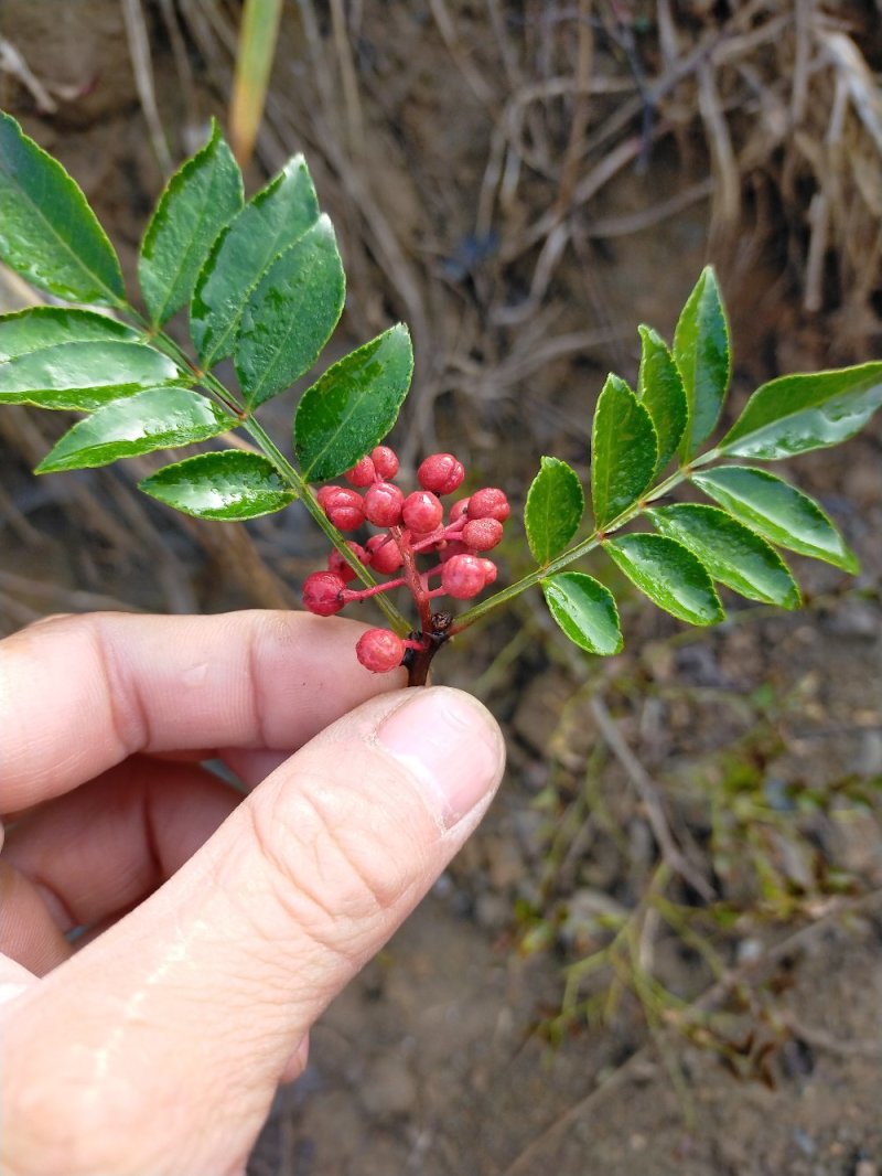 黄盖狮子头花椒苗当年结果苗，高产花椒树苗