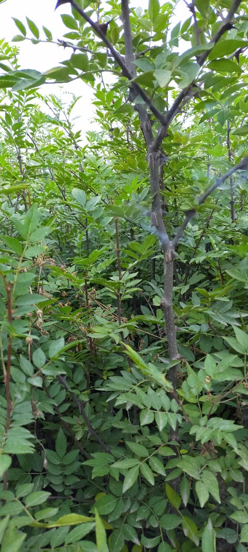 黄盖狮子头花椒苗当年结果苗，高产花椒树苗