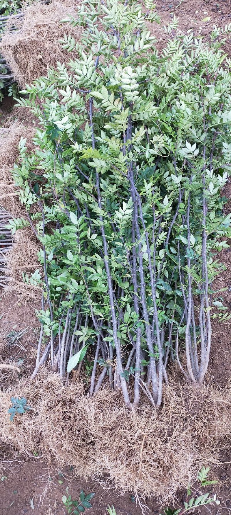 黄盖狮子头花椒苗当年结果苗，高产花椒树苗