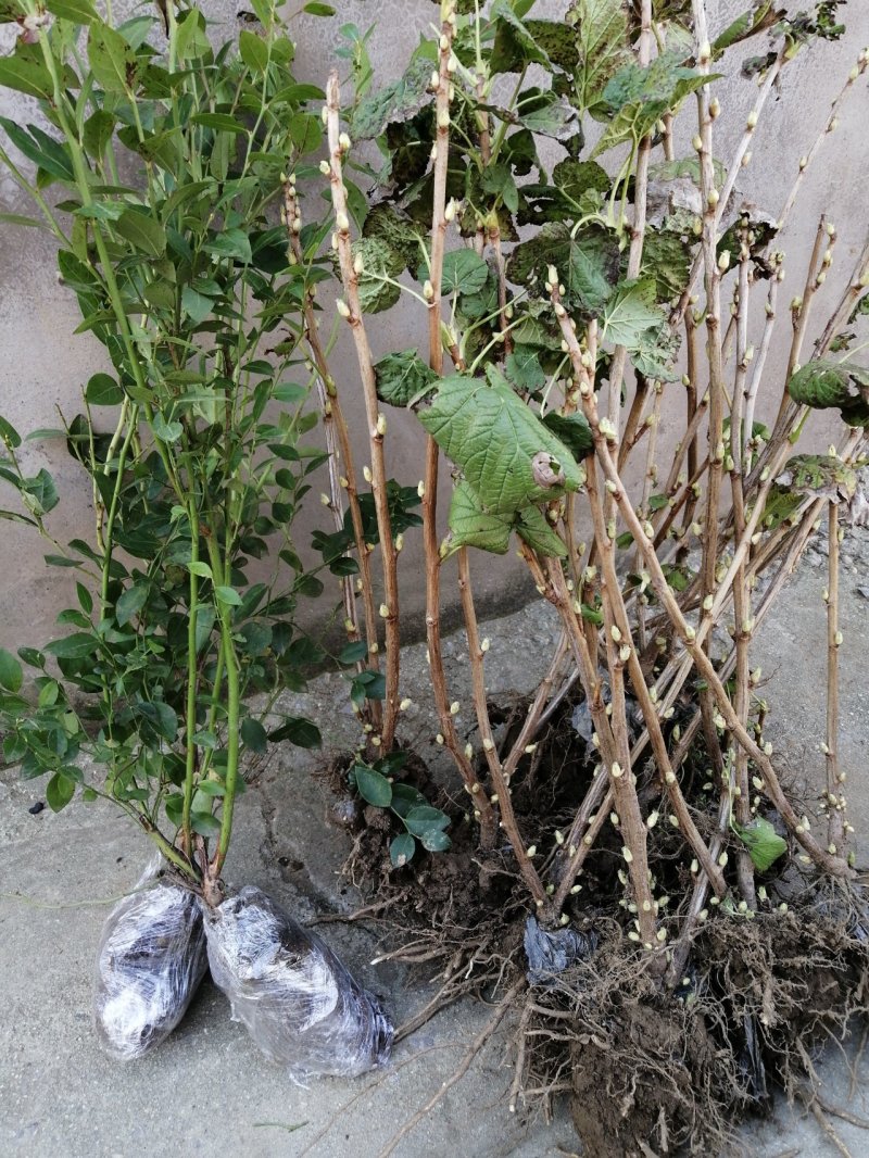 黑加仑树葡萄苗当年挂果植株健壮包邮