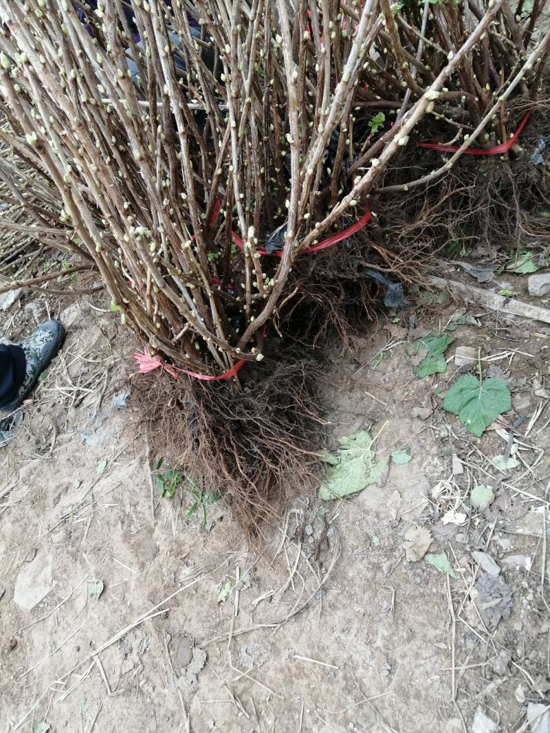 黑加仑树葡萄苗当年挂果植株健壮包邮
