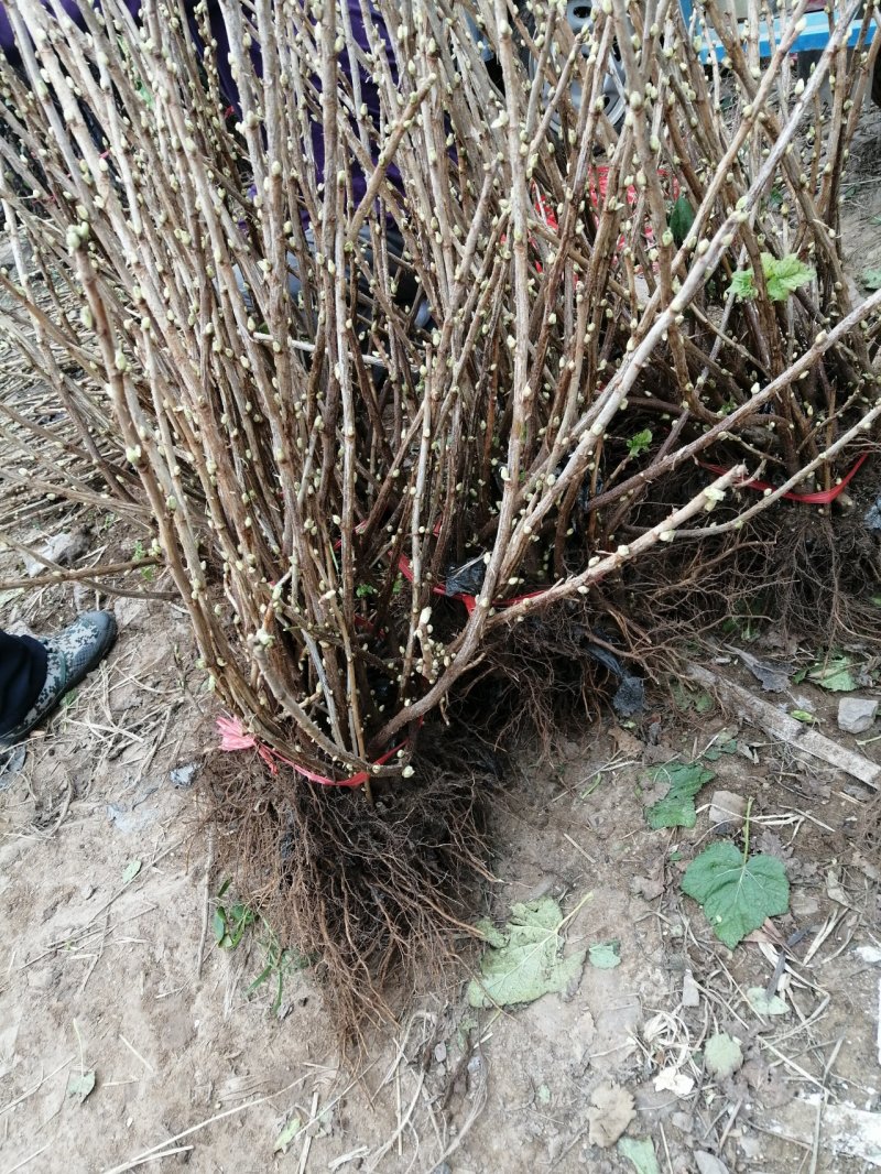 黑加仑树葡萄苗当年挂果植株健壮包邮