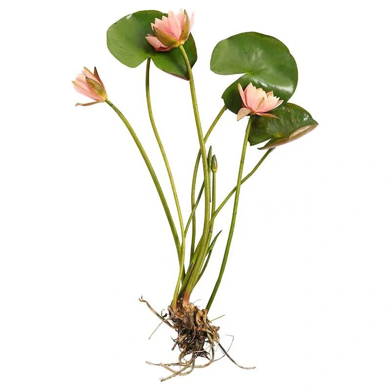 【热卖推荐】池塘观赏睡莲种苗，睡莲苗带叶子带花包发货