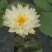 【热卖推荐】池塘观赏睡莲种苗，睡莲苗带叶子带花包发货