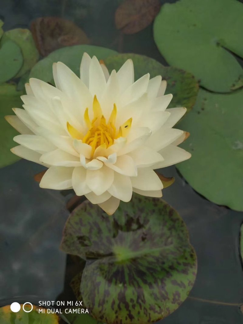 【热卖推荐】池塘观赏睡莲种苗，睡莲苗带叶子带花包发货