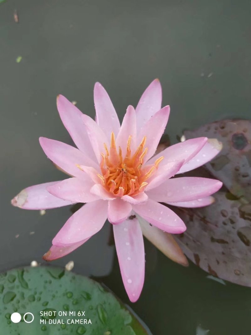 【热卖推荐】池塘观赏睡莲种苗，睡莲苗带叶子带花包发货