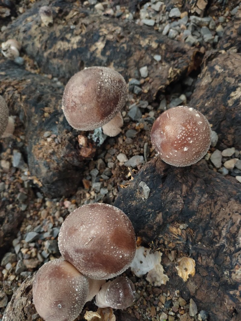 湖南邵阳高山香菇鲜菇