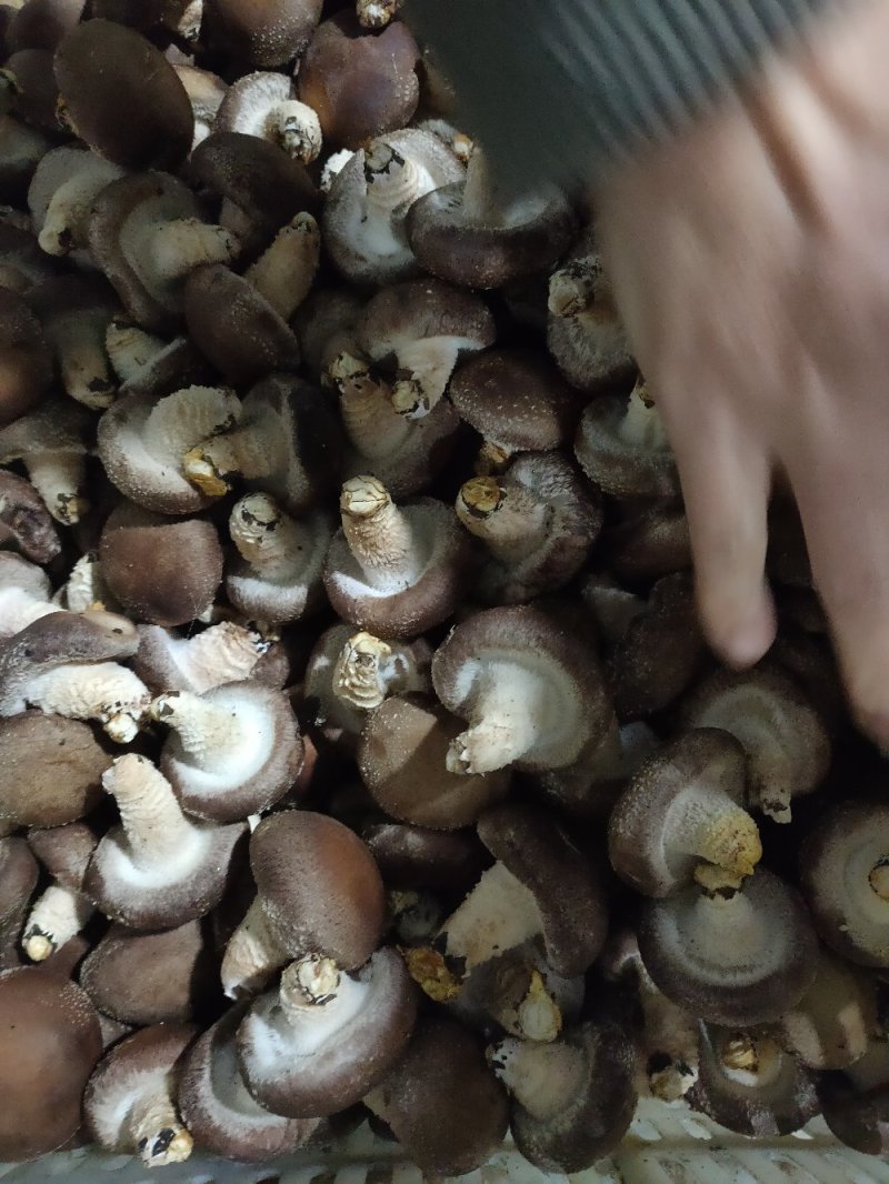 湖南邵阳高山香菇鲜菇