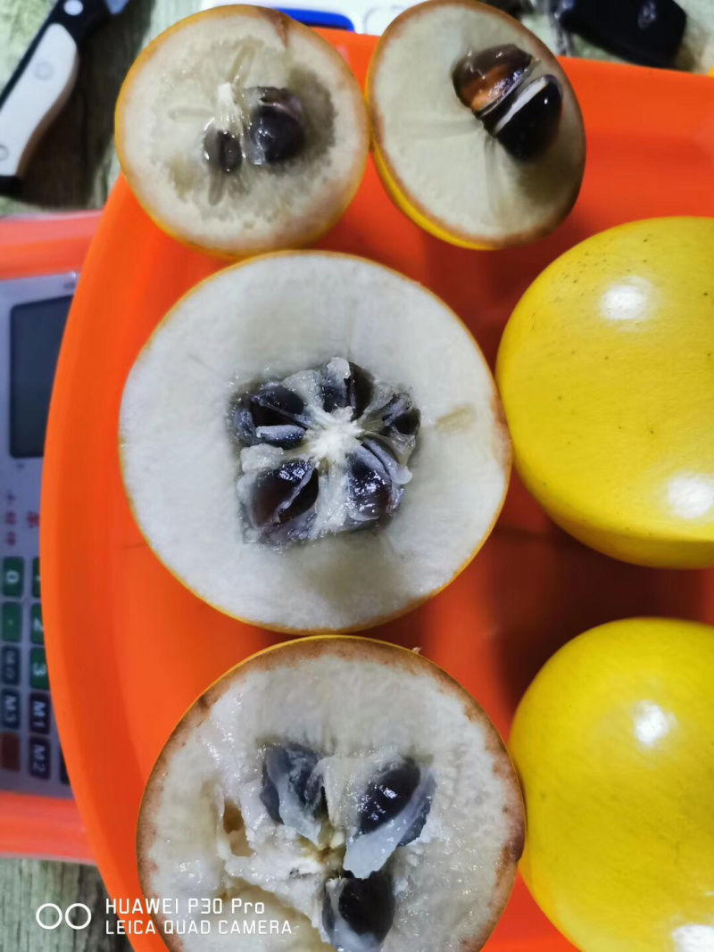 热带水果台湾黄晶果大量上市