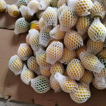 热带水果台湾黄晶果大量上市