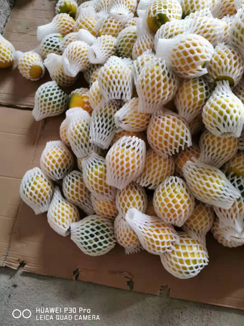 热带水果台湾黄晶果大量上市