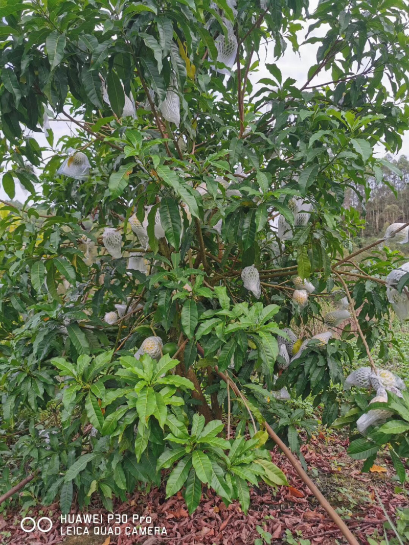 热带水果台湾黄晶果大量上市