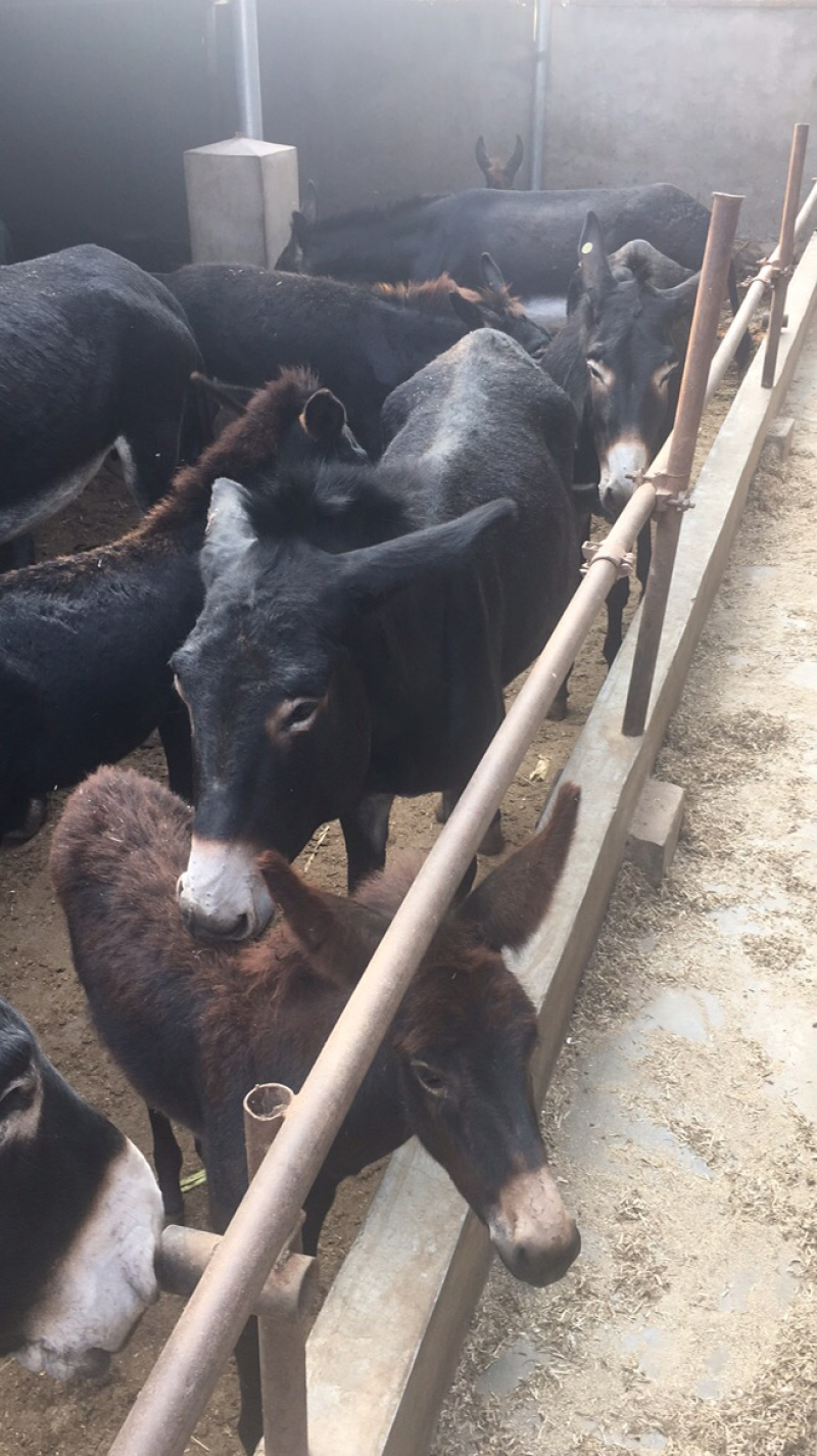 驴肉