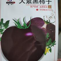 大紫黑柿子早熟嫩果绿色果熟紫黑色