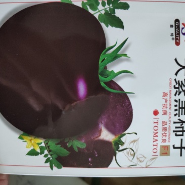 大紫黑柿子早熟嫩果绿色果熟紫黑色