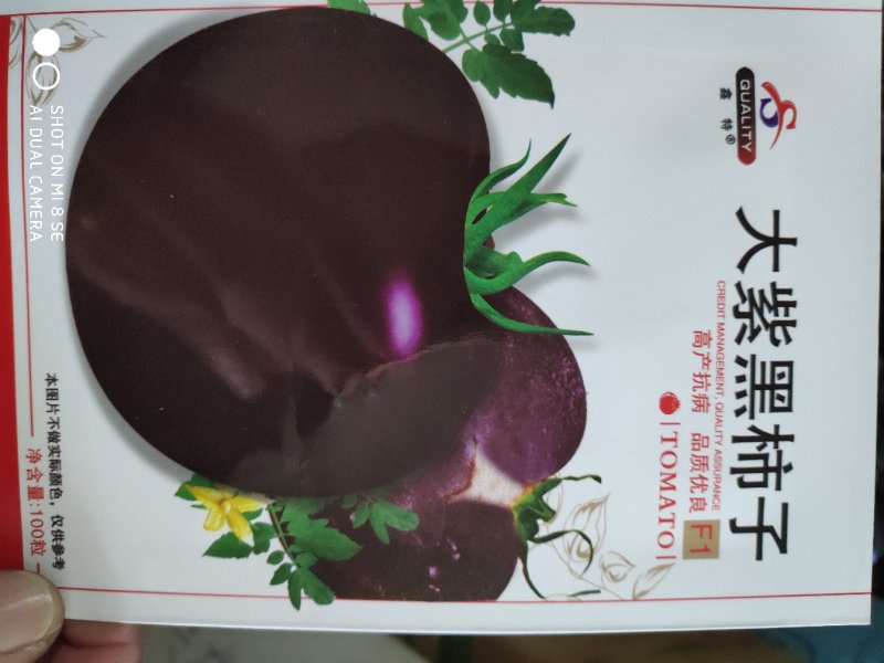 大紫黑柿子早熟嫩果绿色果熟紫黑色