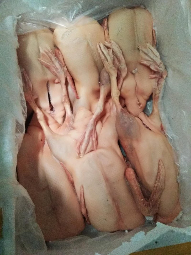 白条鸭