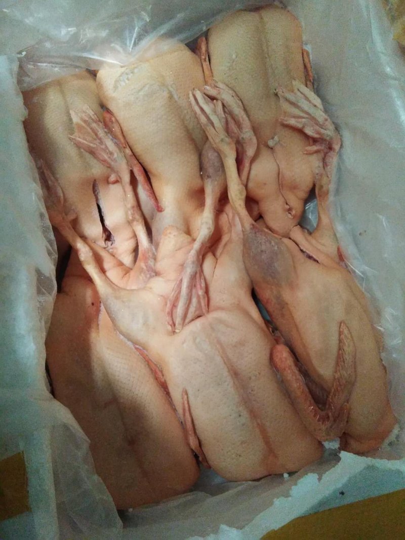 白条鸭
