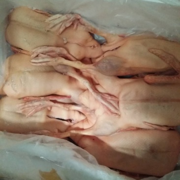白条鸭