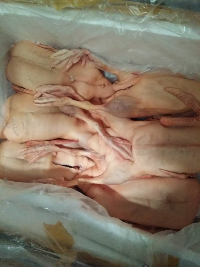 白条鸭