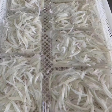 野生银鱼仔