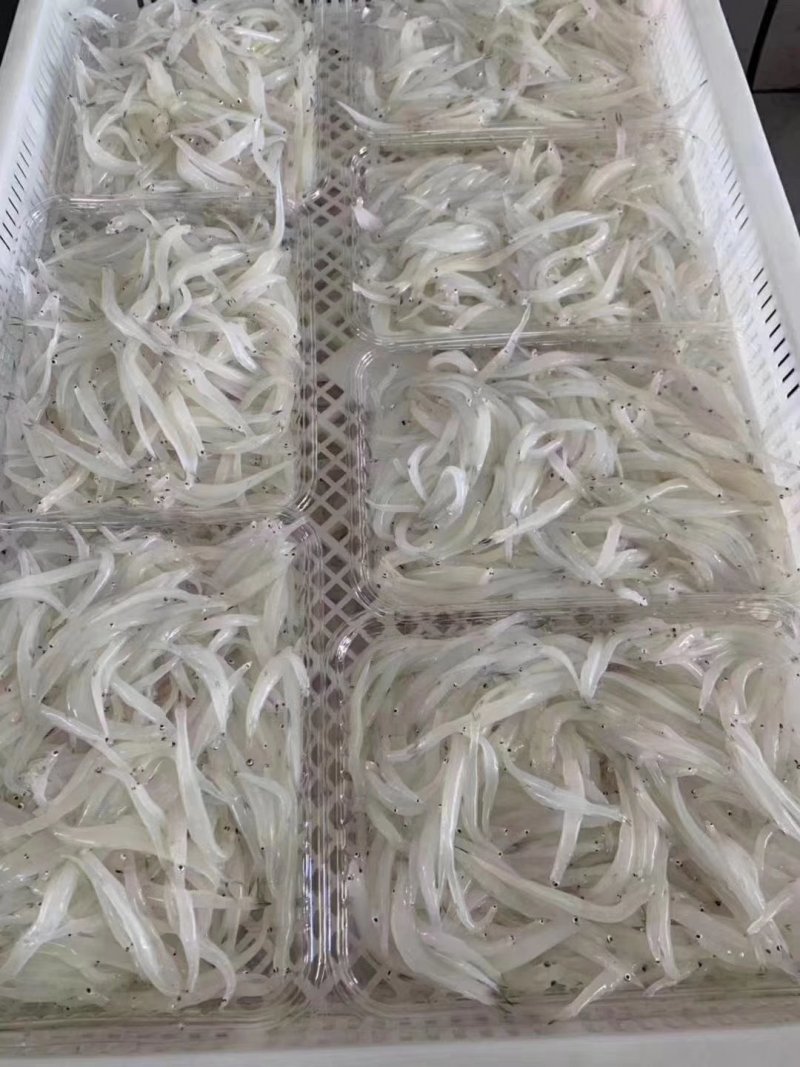 野生银鱼仔