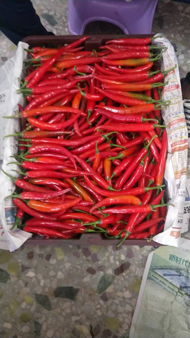 广东茂名海花红辣椒，，精品海花红辣椒！需要的老板联系我！