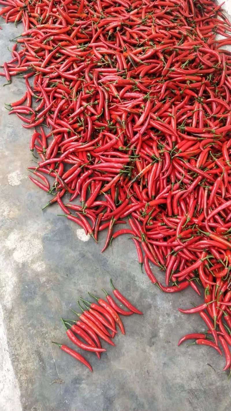 广东茂名海花红辣椒，，精品海花红辣椒！需要的老板联系我！