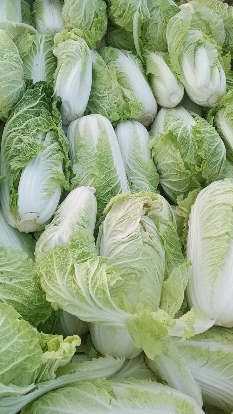 娃娃菜