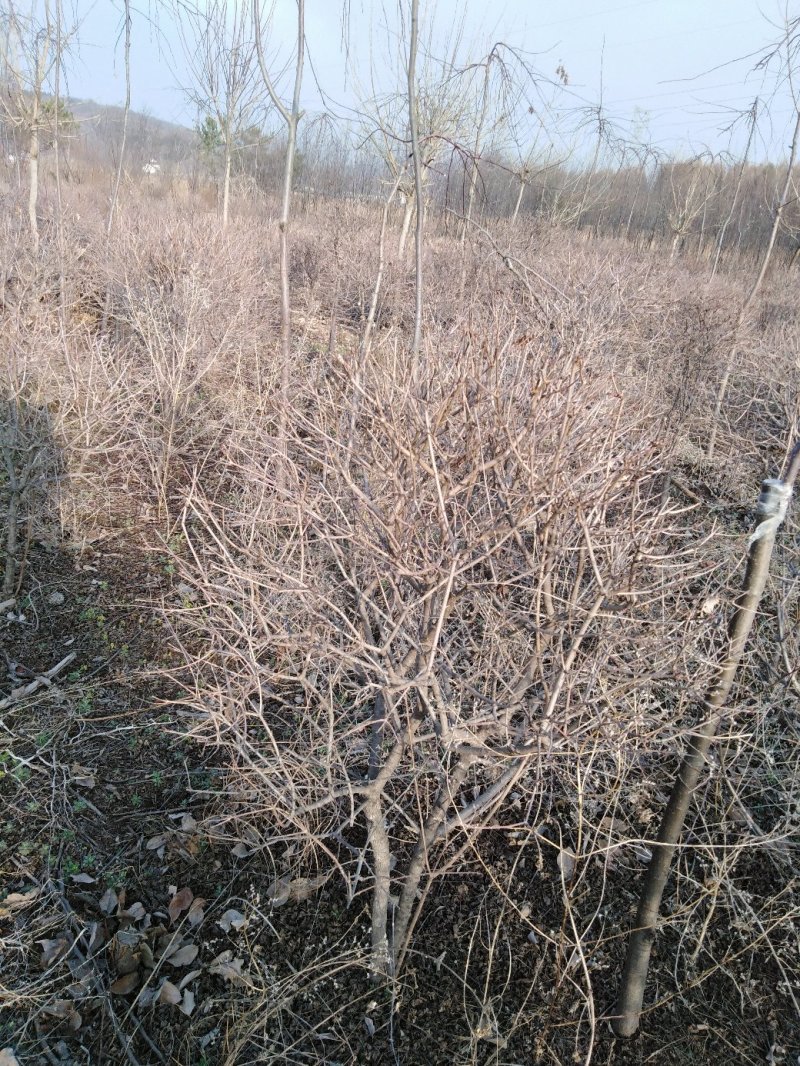 三角枫球修剪5年球量大优惠，三角枫工程苗及小苗