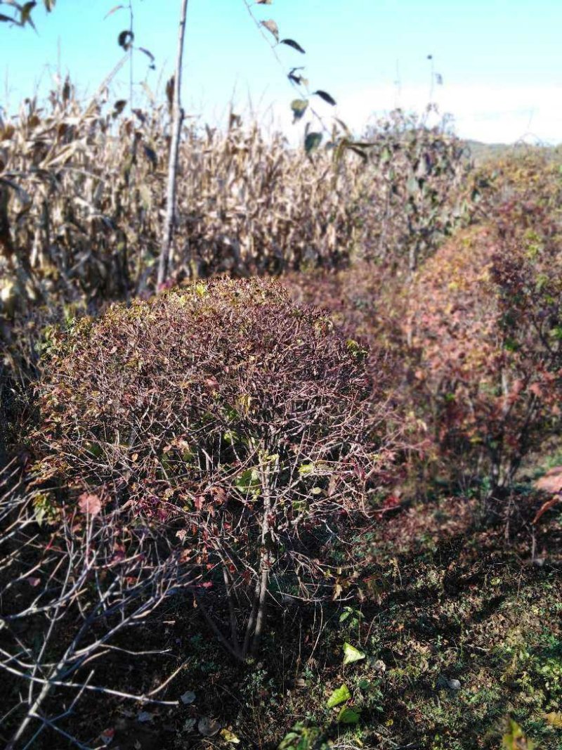 三角枫球修剪5年球量大优惠，三角枫工程苗及小苗