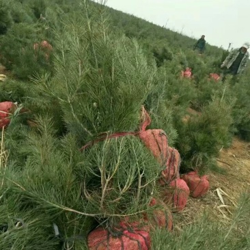 一米白皮松山西白皮松白皮松