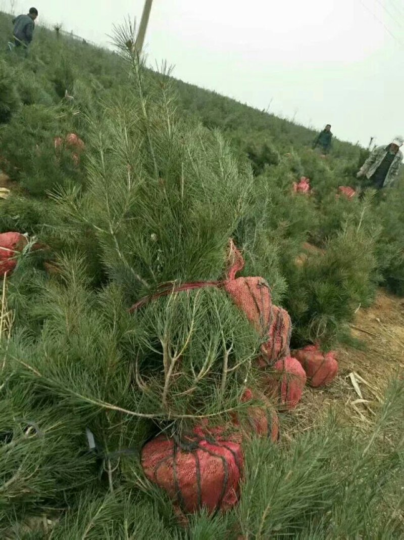 一米白皮松山西白皮松白皮松