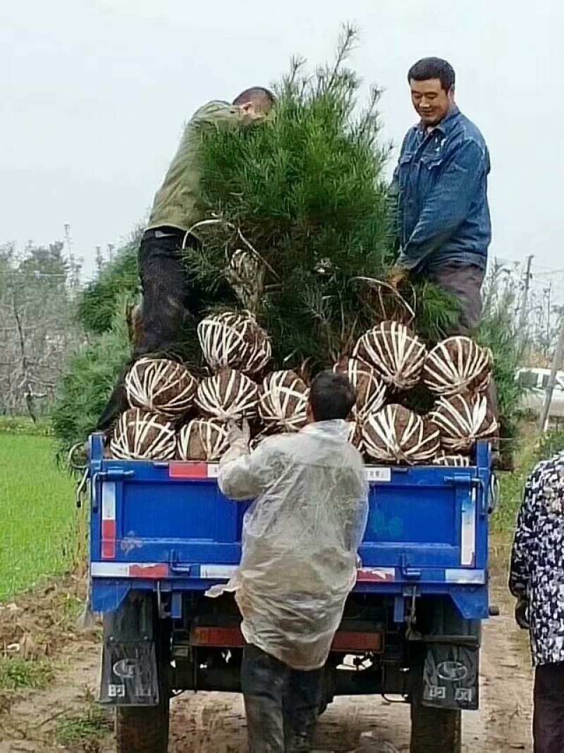 一米白皮松山西白皮松白皮松
